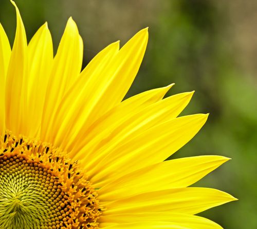 Free A detailed close-up of a vibrant sunflower showing bright yellow petals and green center. Stock Photo