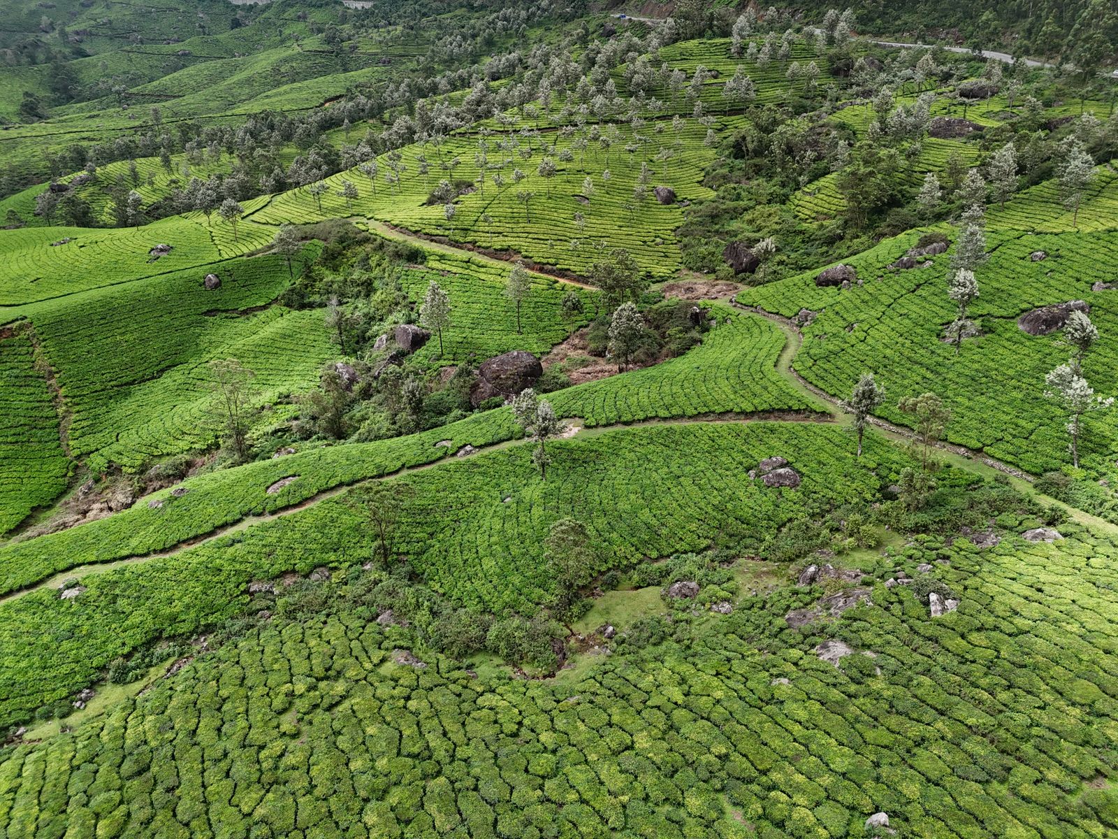 Aerial view of a rolling green tea plantation with rows of tea bushes
