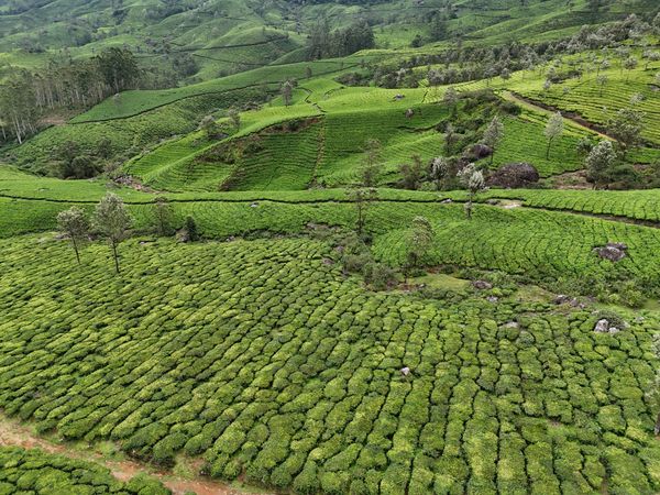 Kochi - God's Own Country: Kerala - Activity & Sightseeing