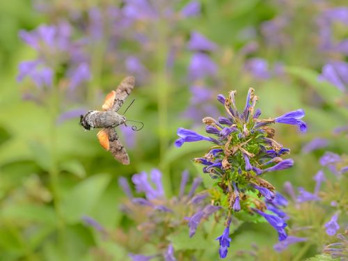 Free A close-up of a hummingbird moth in flight near purple flowers, showcasing nature's beauty. Stock Photo