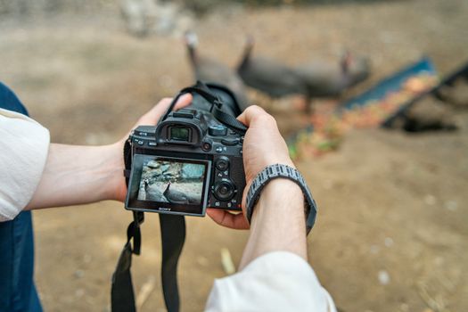 Photographer capturing guinea fowls in Istanbul zoo with DSLR camera.