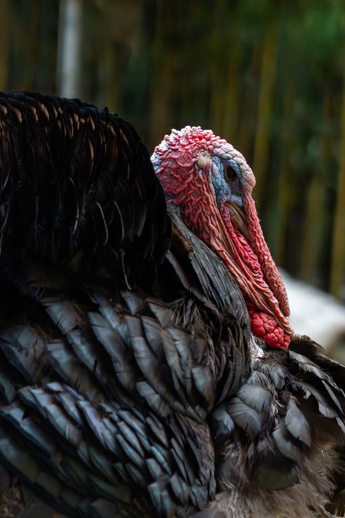 Free Close-up of a turkey displaying vibrant feathers, captured outdoors. Stock Photo