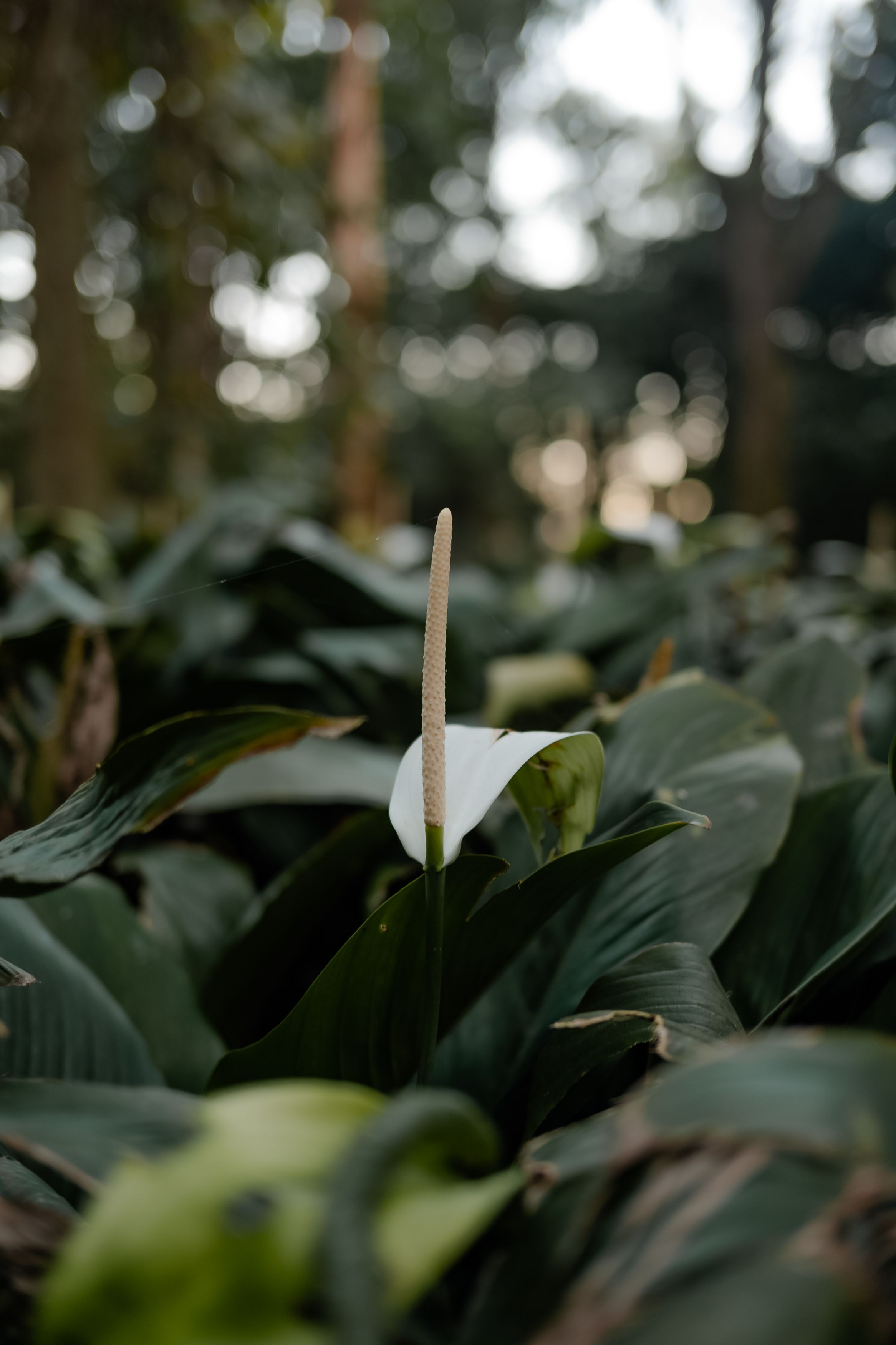 A serene close-up of a peace lily blooming amidst lush green leaves in a tranquil forest setting.