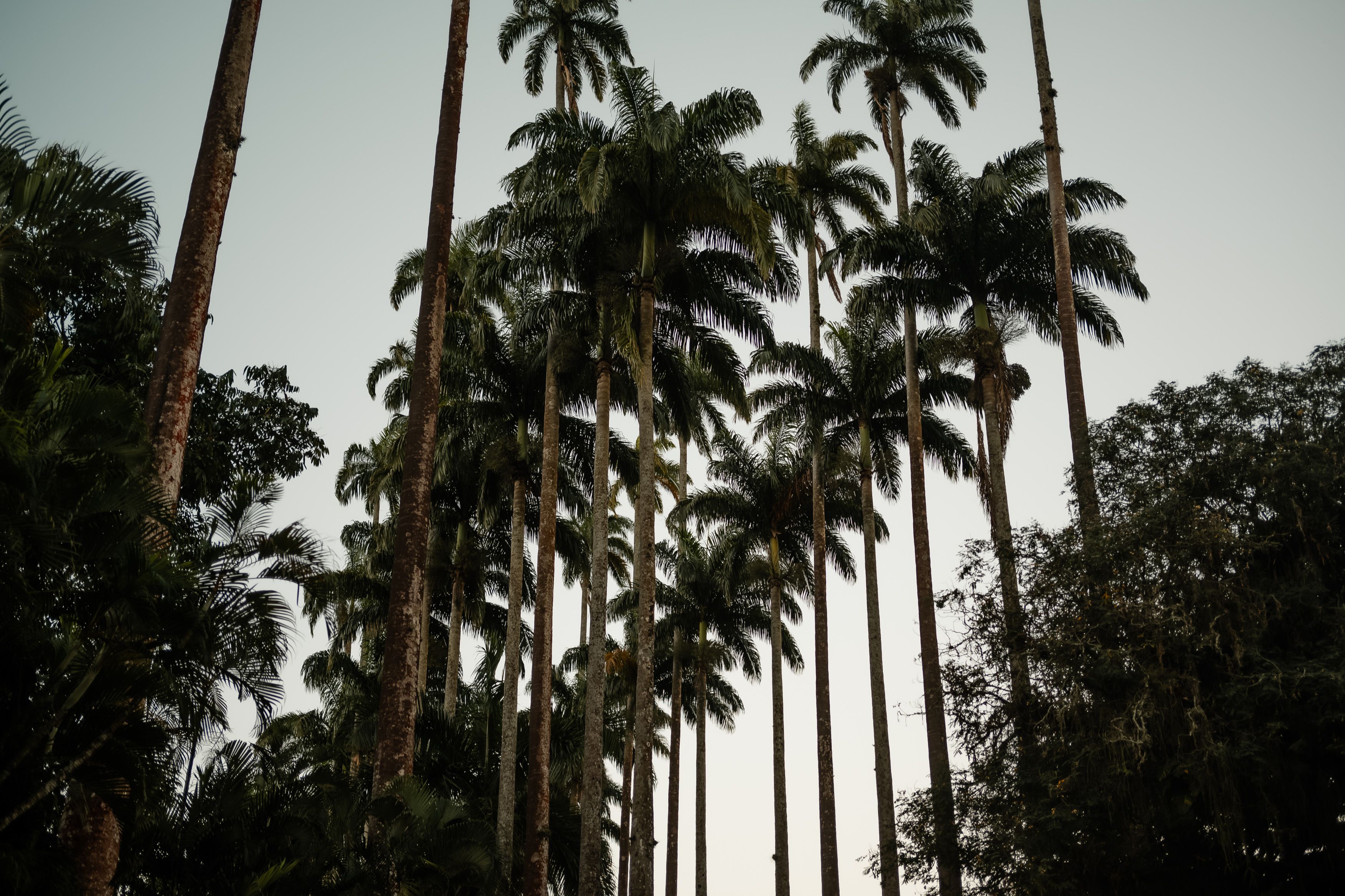 A striking image of tall palm trees with a clear sky background, evoking tropical tranquility.