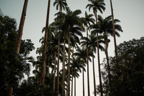 Free A striking image of tall palm trees with a clear sky background, evoking tropical tranquility. Stock Photo