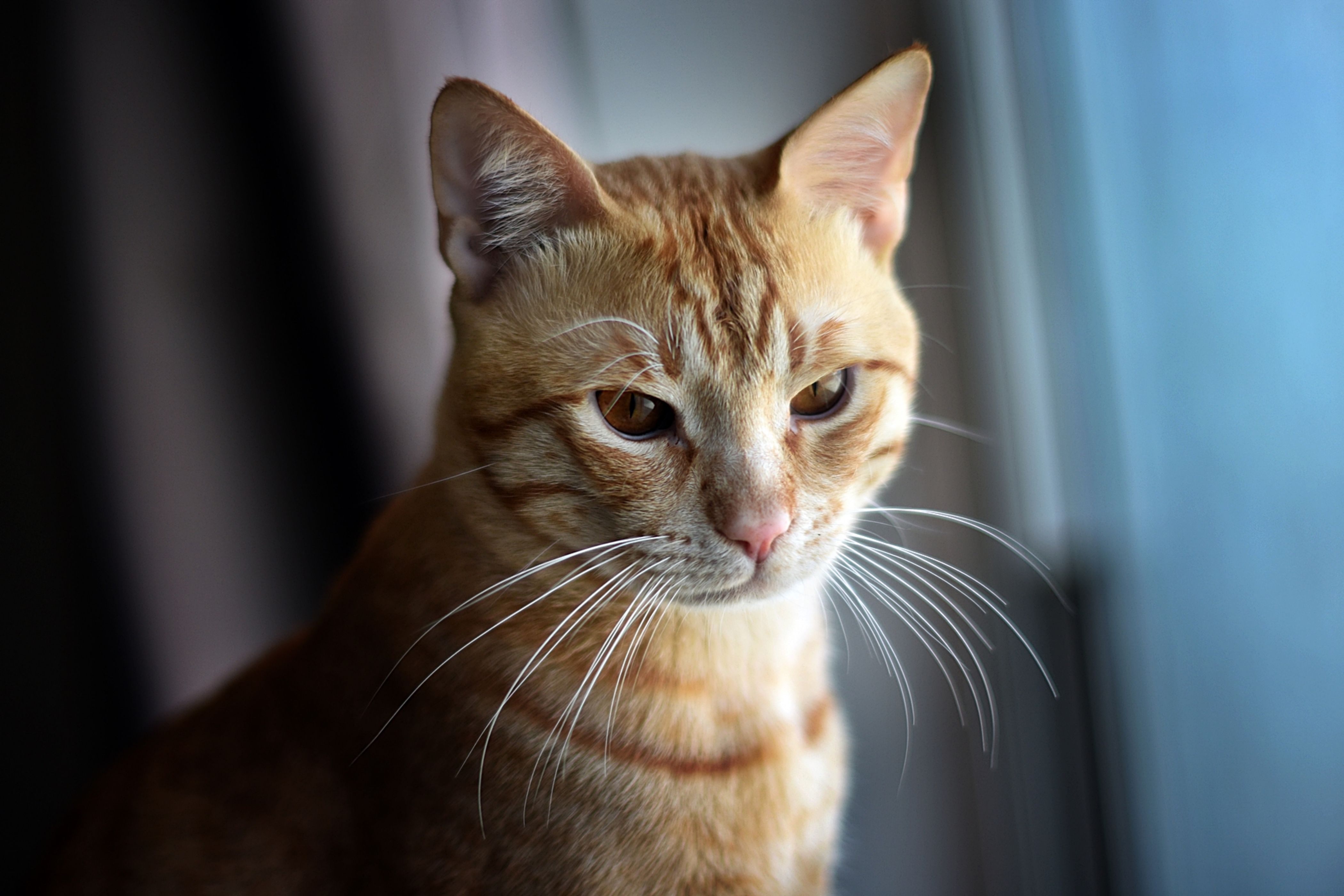 A cat undergoing diagnostic blood testing at a veterinary clinic