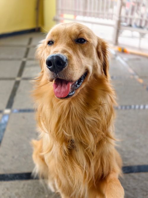 Free Friendly Golden Retriever dog smiling indoors, perfect for pet lovers. Stock Photo