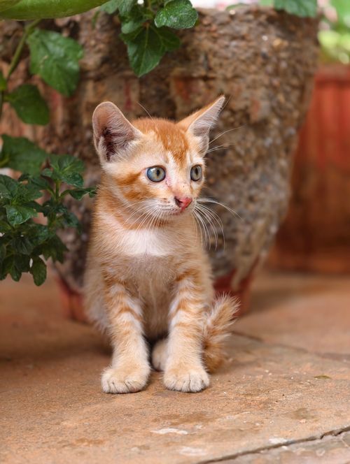Free Cute ginger kitten outdoors next to a pot plant. Perfect for pet lovers! Stock Photo