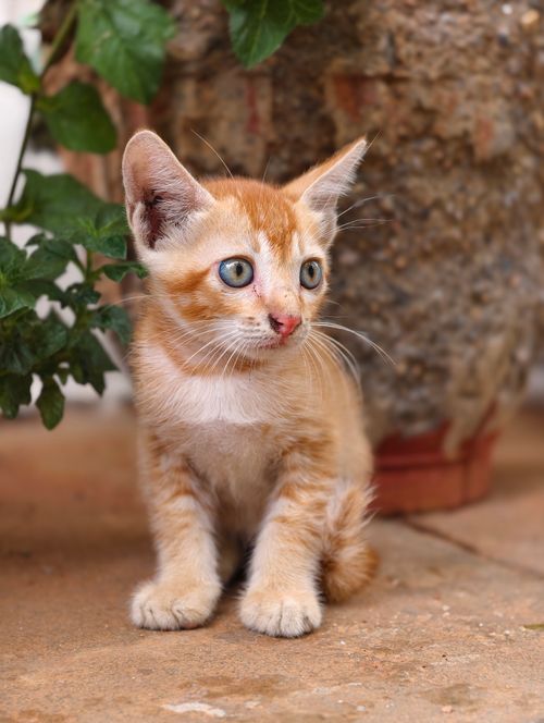 Free Charming ginger kitten with blue eyes sitting next to a plant pot outdoors. Stock Photo