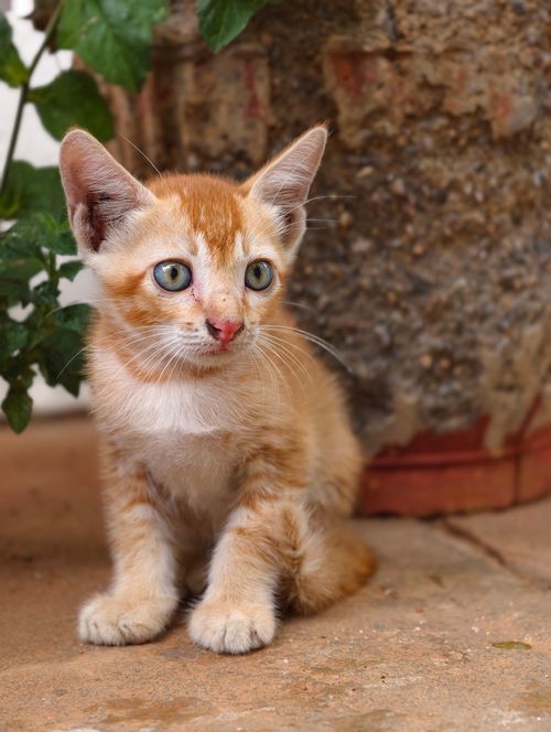 Free Close-up of a small orange kitten with curious eyes sitting beside a plant pot. Stock Photo
