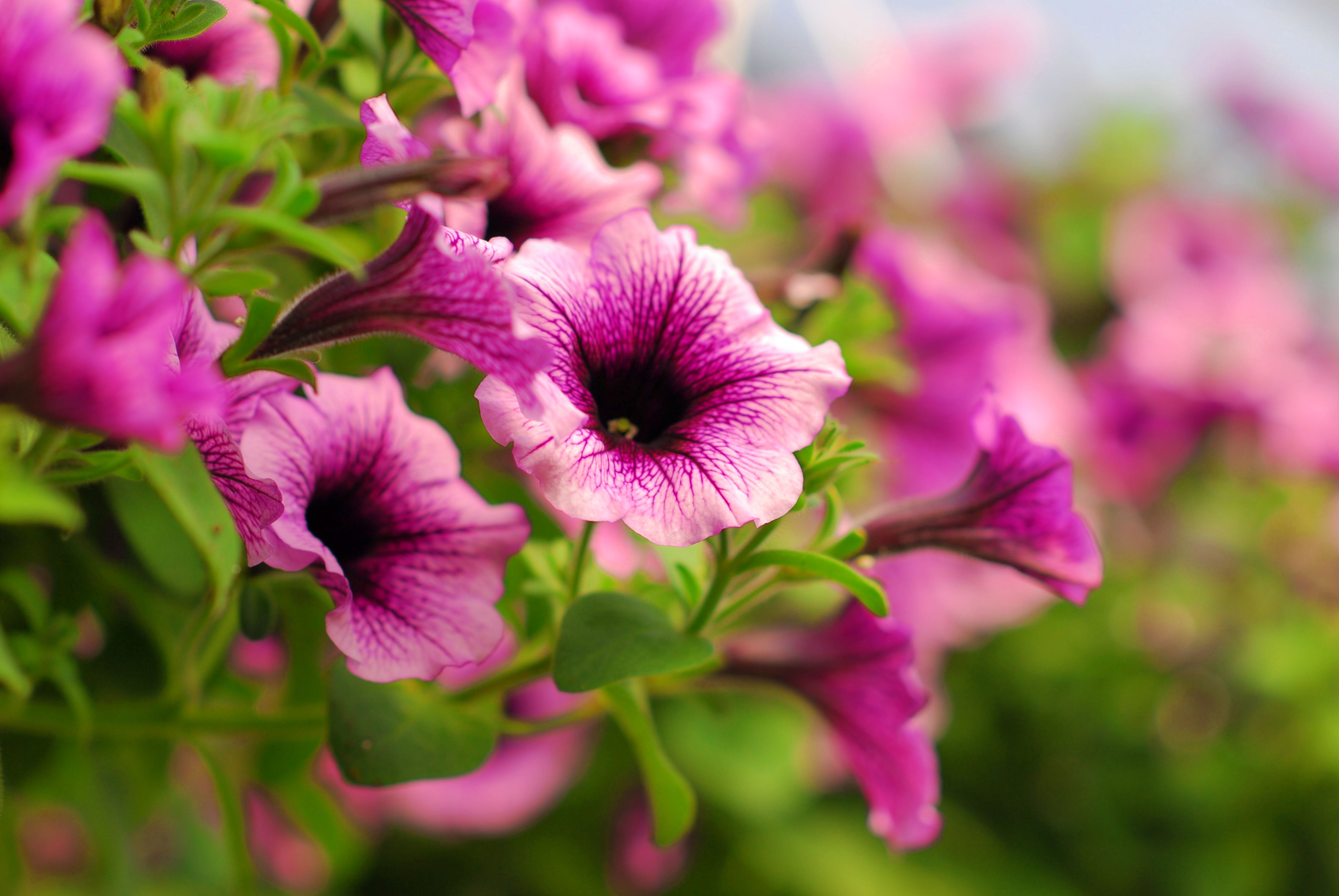 [ColoSach]-close-up-of-vibrant-pink-petunias-showcasing-elegant-blooms-and-lush-greenery.