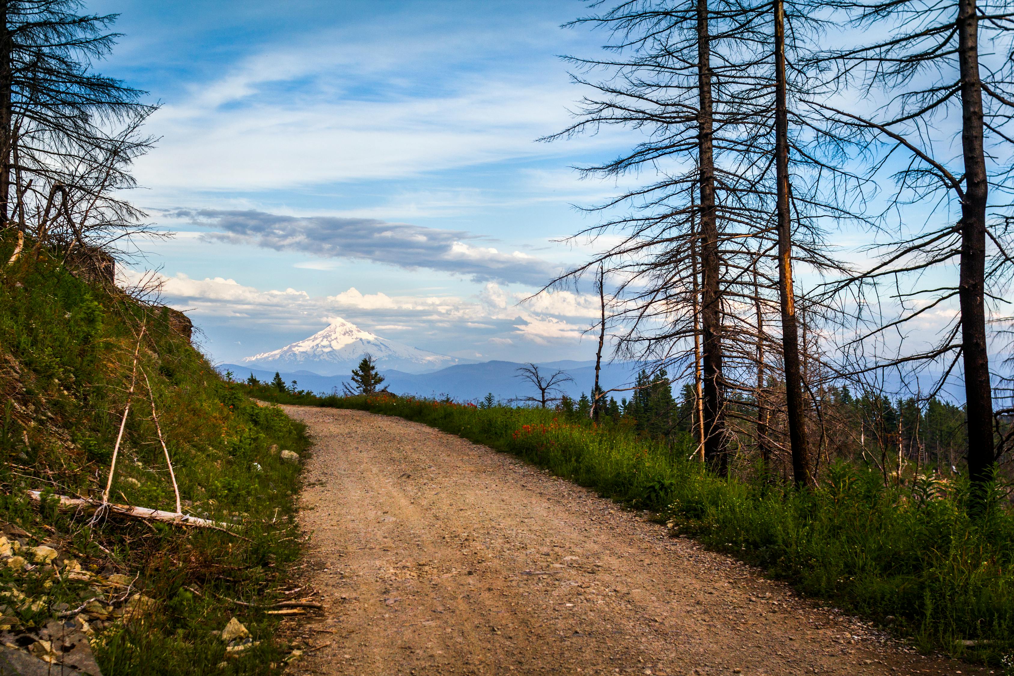 Free stock photo of dirt road, gravel road, logging