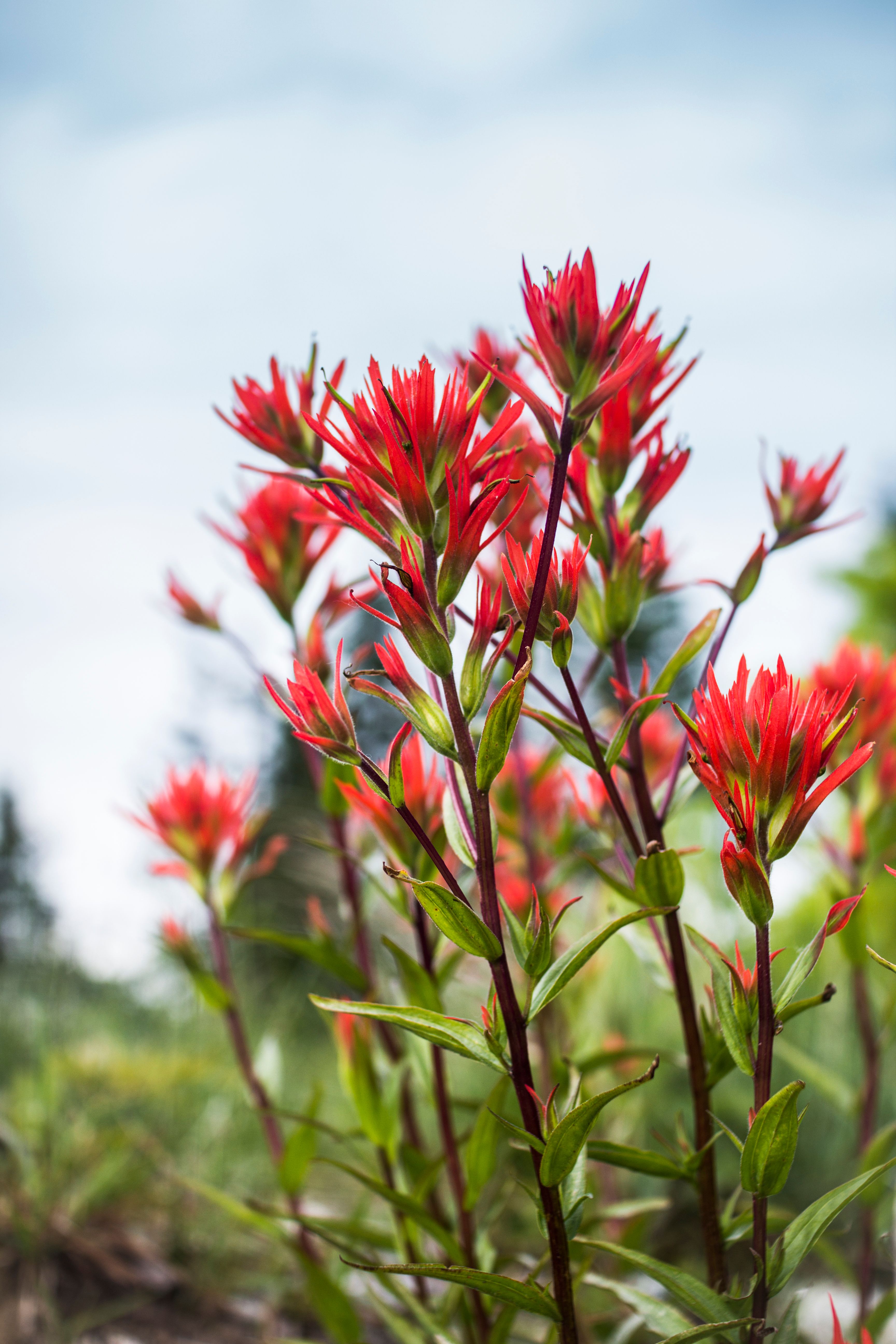 Kostnadsfria Kostnadsfri bild av anläggning, bunter av blommor, färska blommor Stock foto