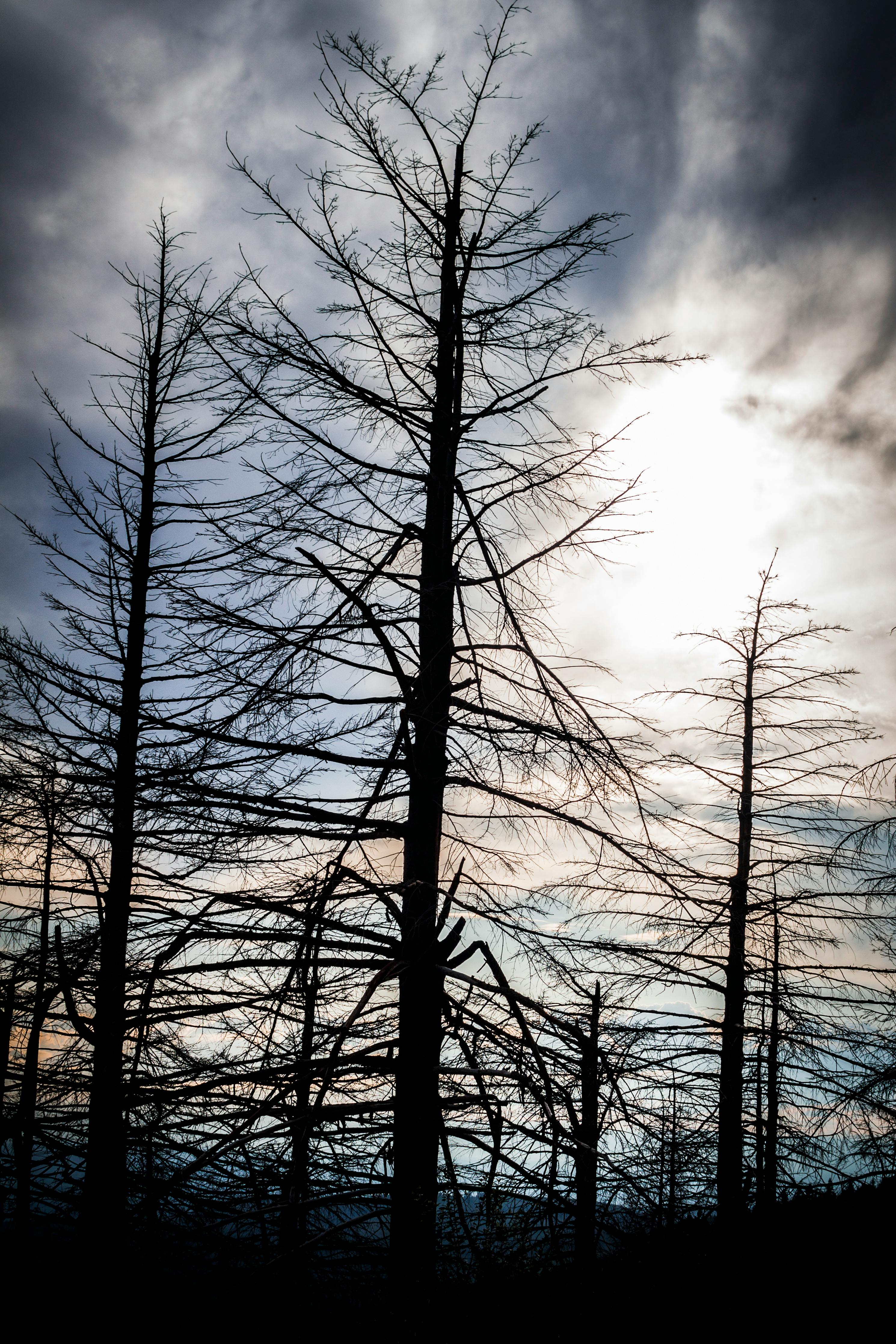 Kostnadsfria Kostnadsfri bild av bergen, blå berg, blå himmel Stock foto