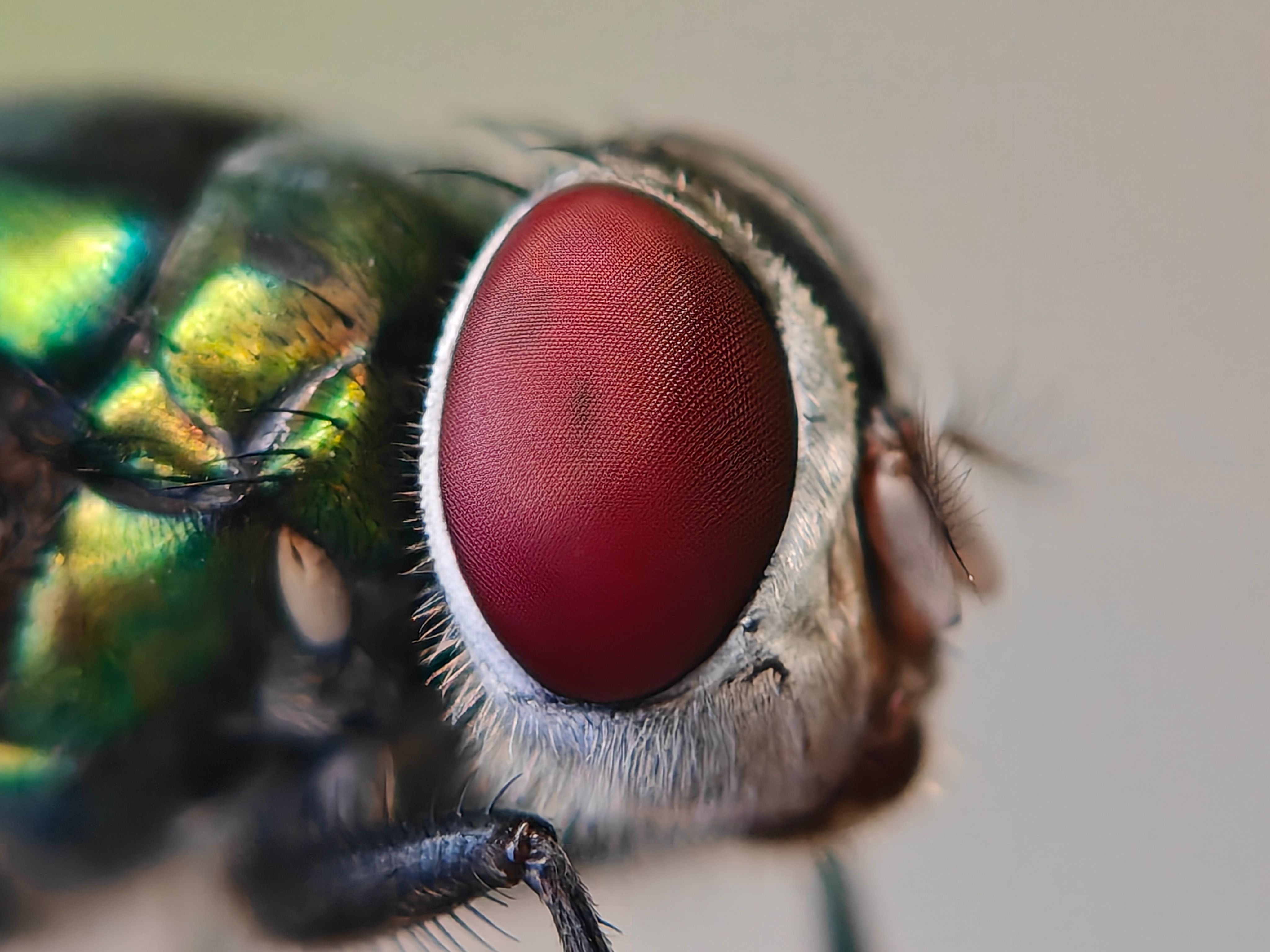 Macro photograph showcasing the detailed red eye and iridescent body of a fly, perfect for scientific studies.