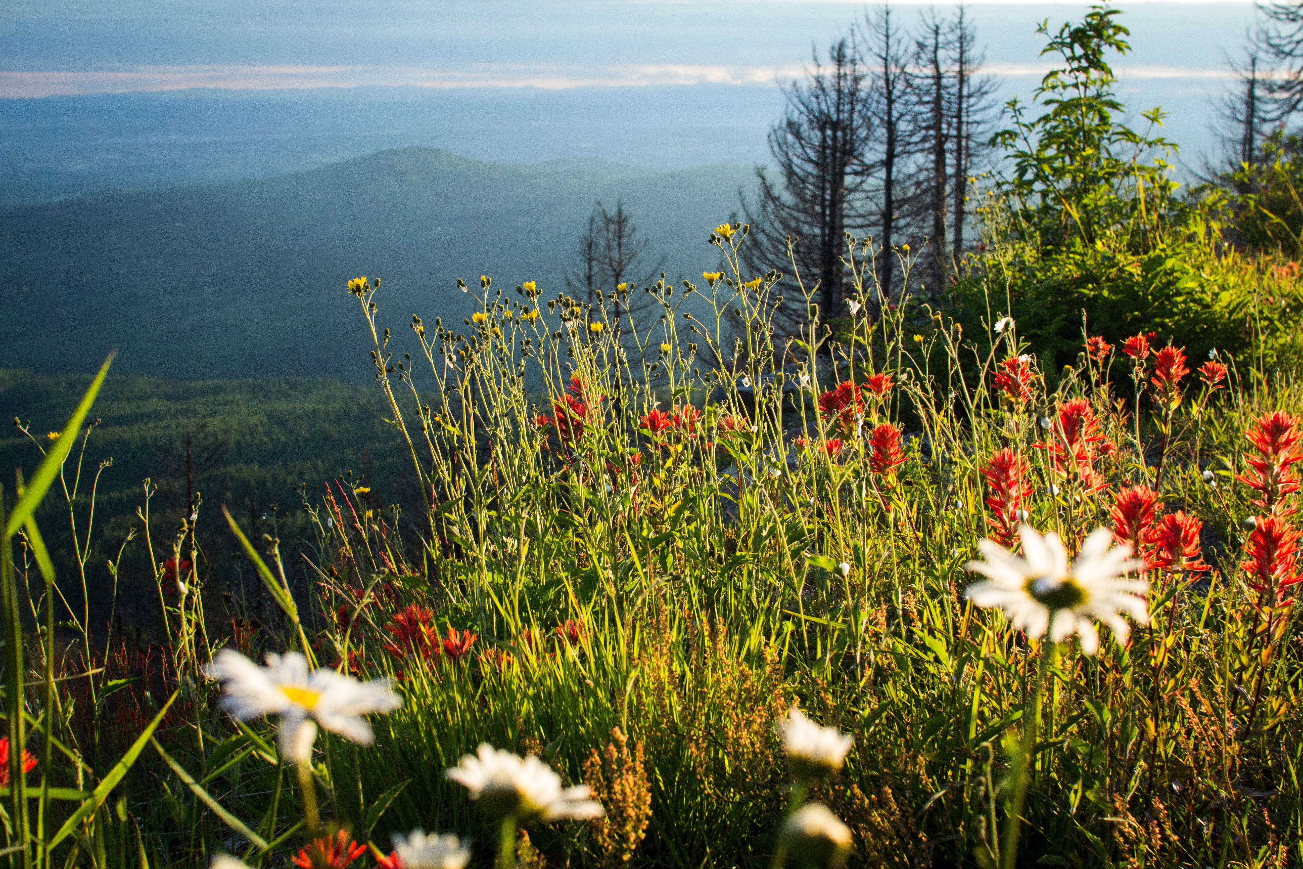 Kostnadsfria Kostnadsfri bild av blommor, förbise, landskap Stock foto