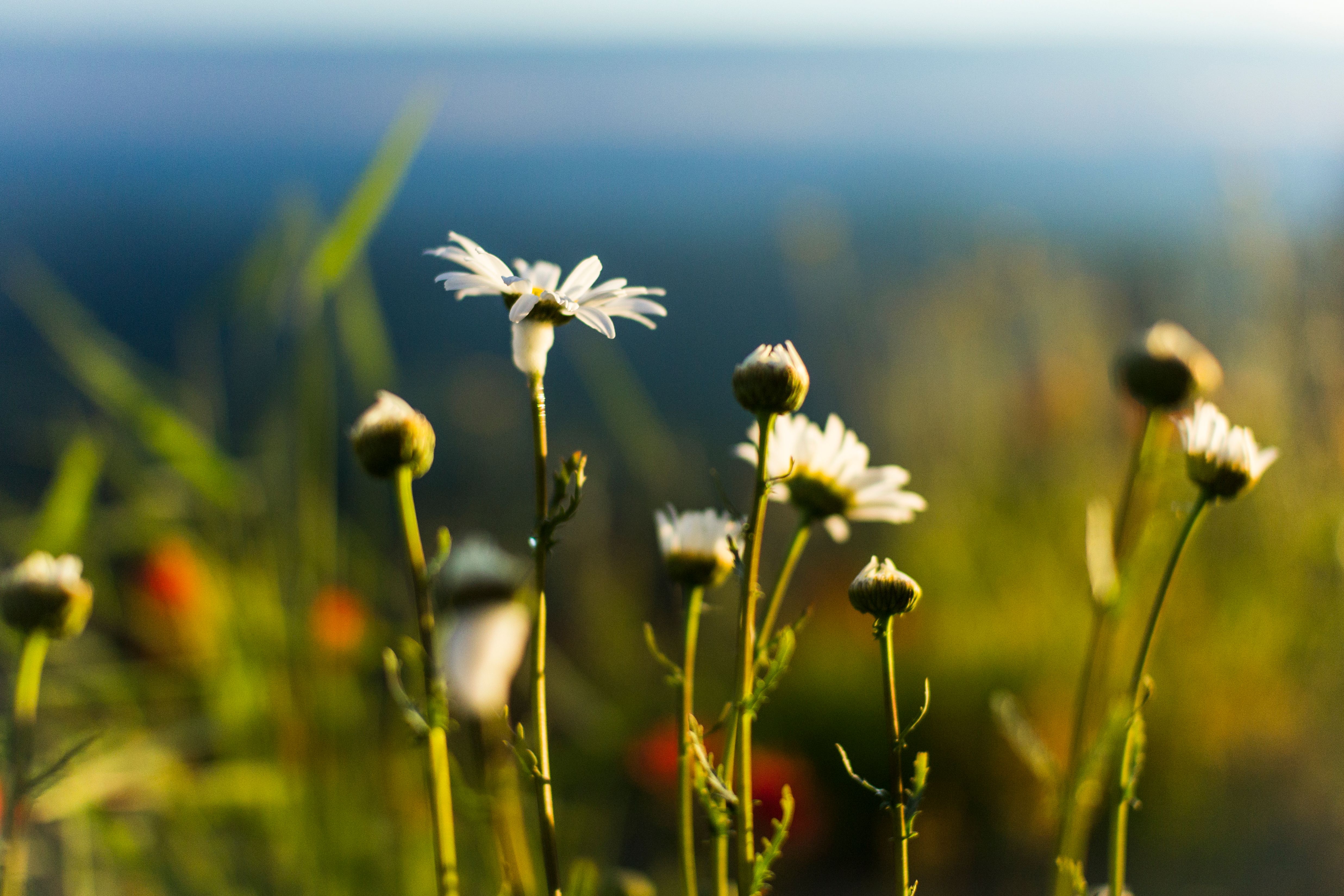 Kostnadsfria Kostnadsfri bild av anläggning, blomknoppar, blommande blomma Stock foto