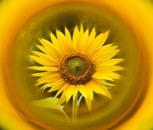 Free Close-up of a vibrant sunflower showcasing its intricate petals in a blurred yellow backdrop. Stock Photo