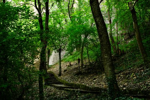 Free Peaceful forest pathway surrounded by lush greenery in Ohrid, ideal for nature walks and exploration. Stock Photo