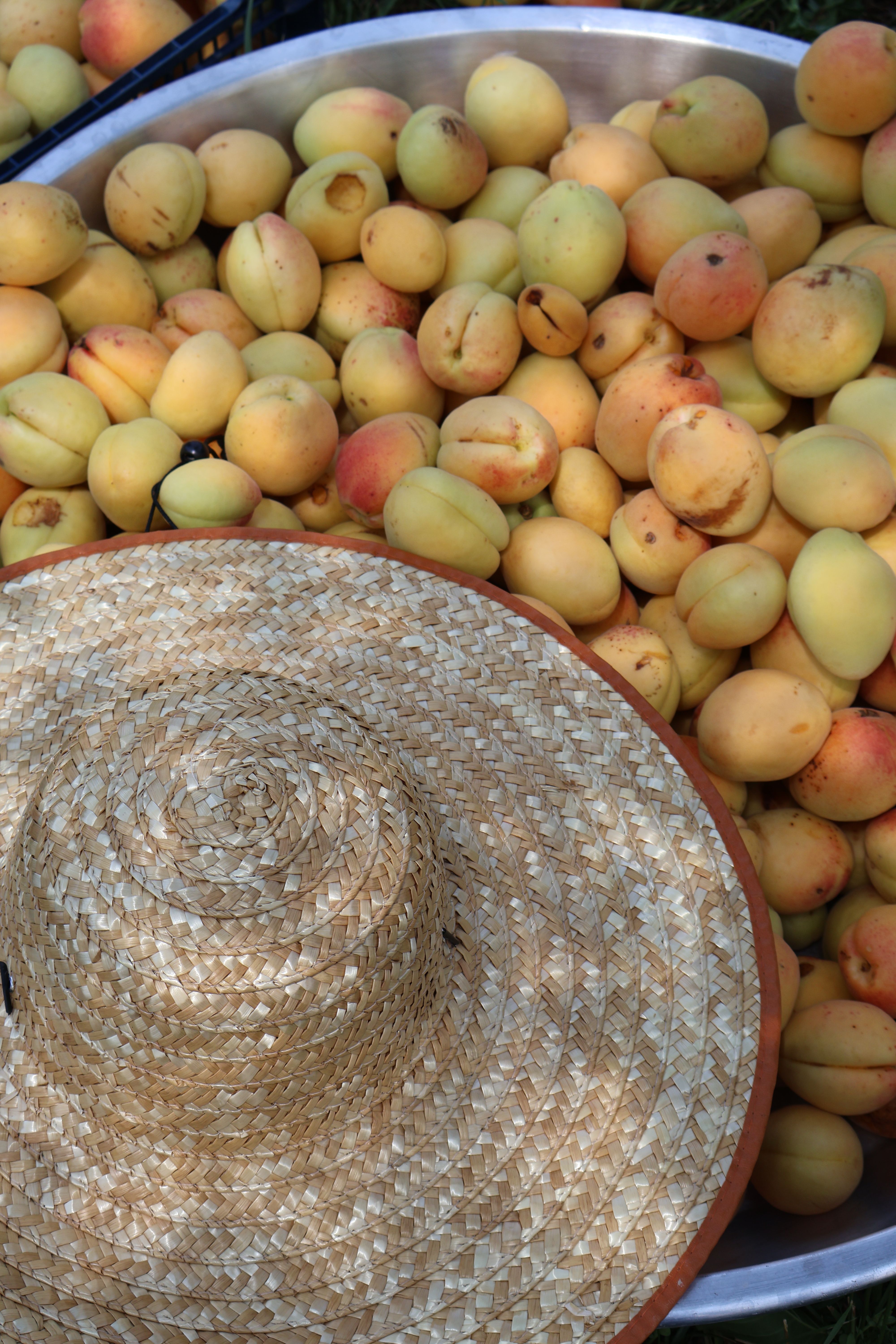 Top view of fresh apricots in a metal tub with a straw hat, suggestive of a summer harvest.