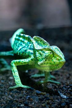 chameleon photo