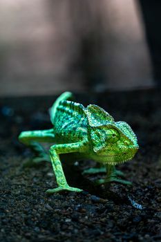 chameleon photo
