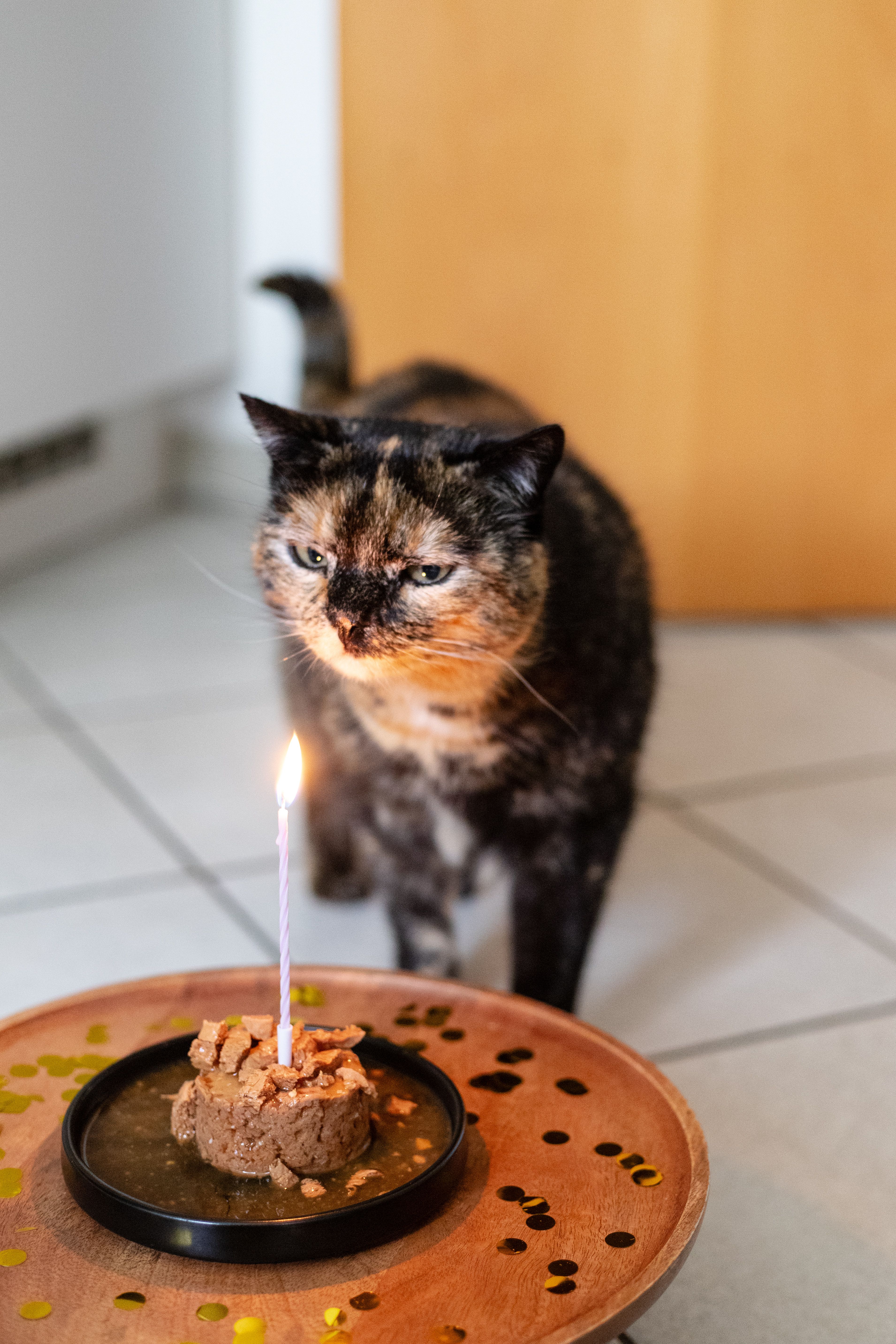 A tortoiseshell cat with a birthday cake topped with a candle, indoors.