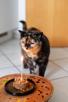 A tortoiseshell cat with a birthday cake topped with a candle, indoors.