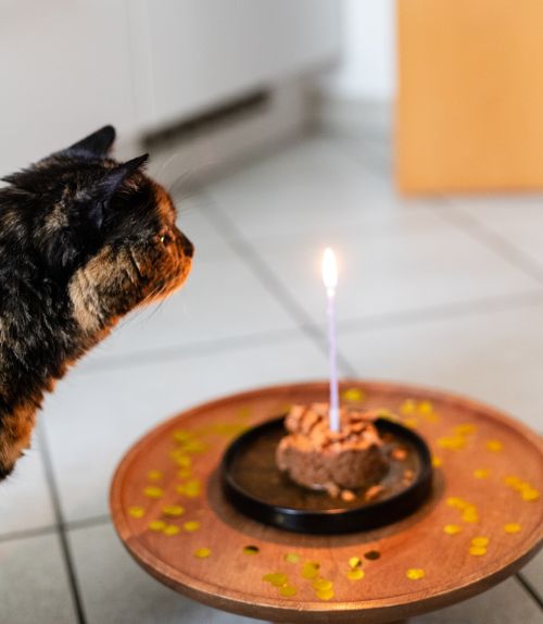 Free A tortoiseshell cat celebrates birthday with a candlelit meal and festive decor. Stock Photo
