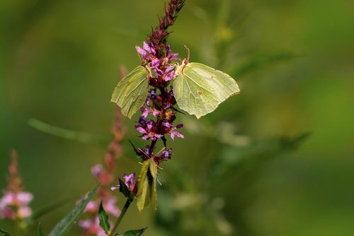 Free Two brimstone butterflies perched on a vibrant purple wildflower against a lush green background. Stock Photo
