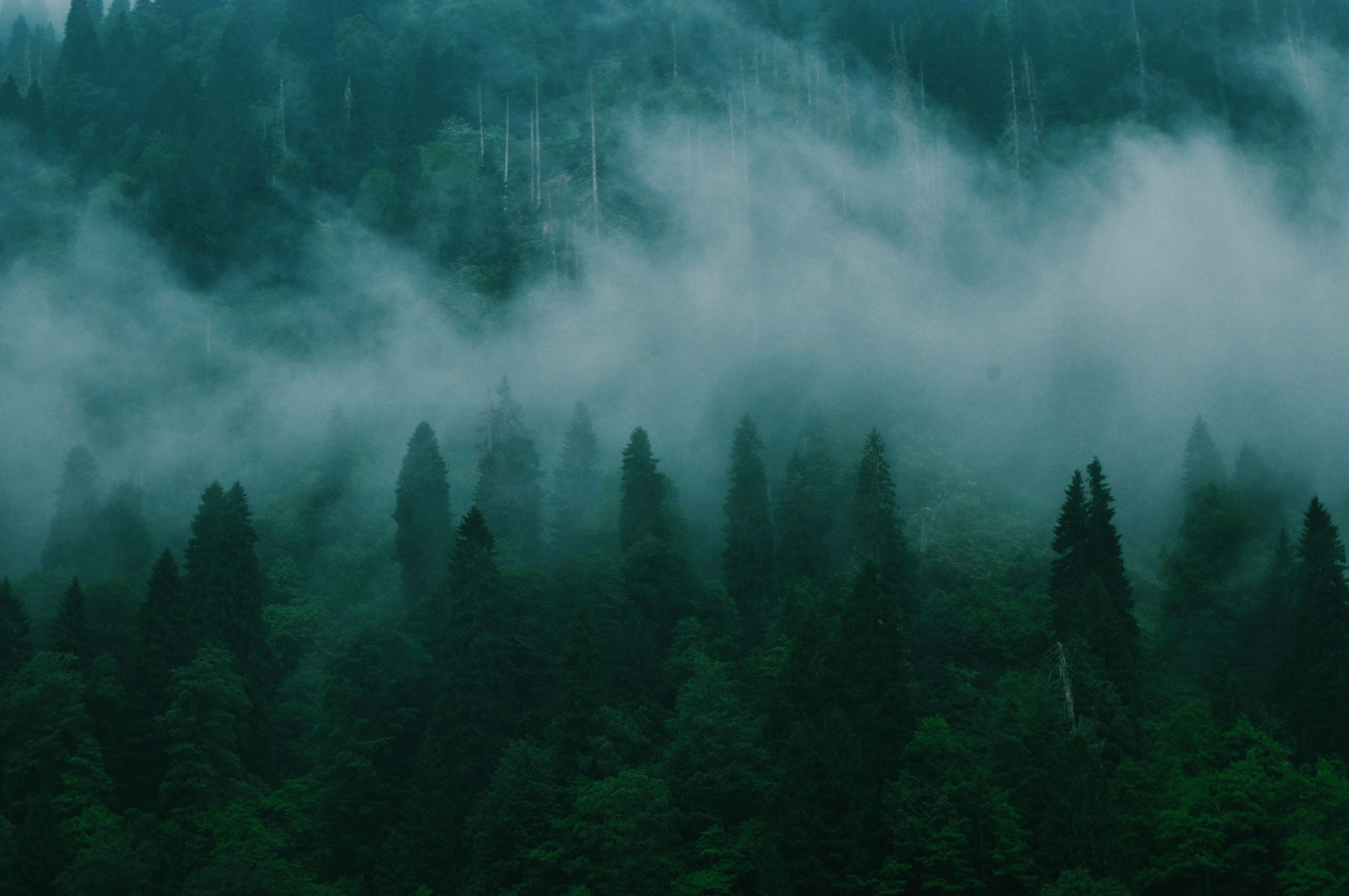 A mysterious mist envelops a lush evergreen forest within a serene mountain setting.