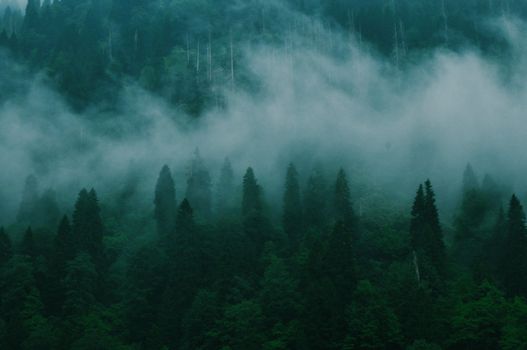 A mysterious mist envelops a lush evergreen forest within a serene mountain setting.