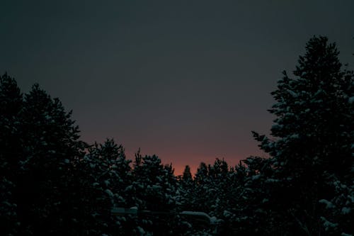 日没時の木のシルエット