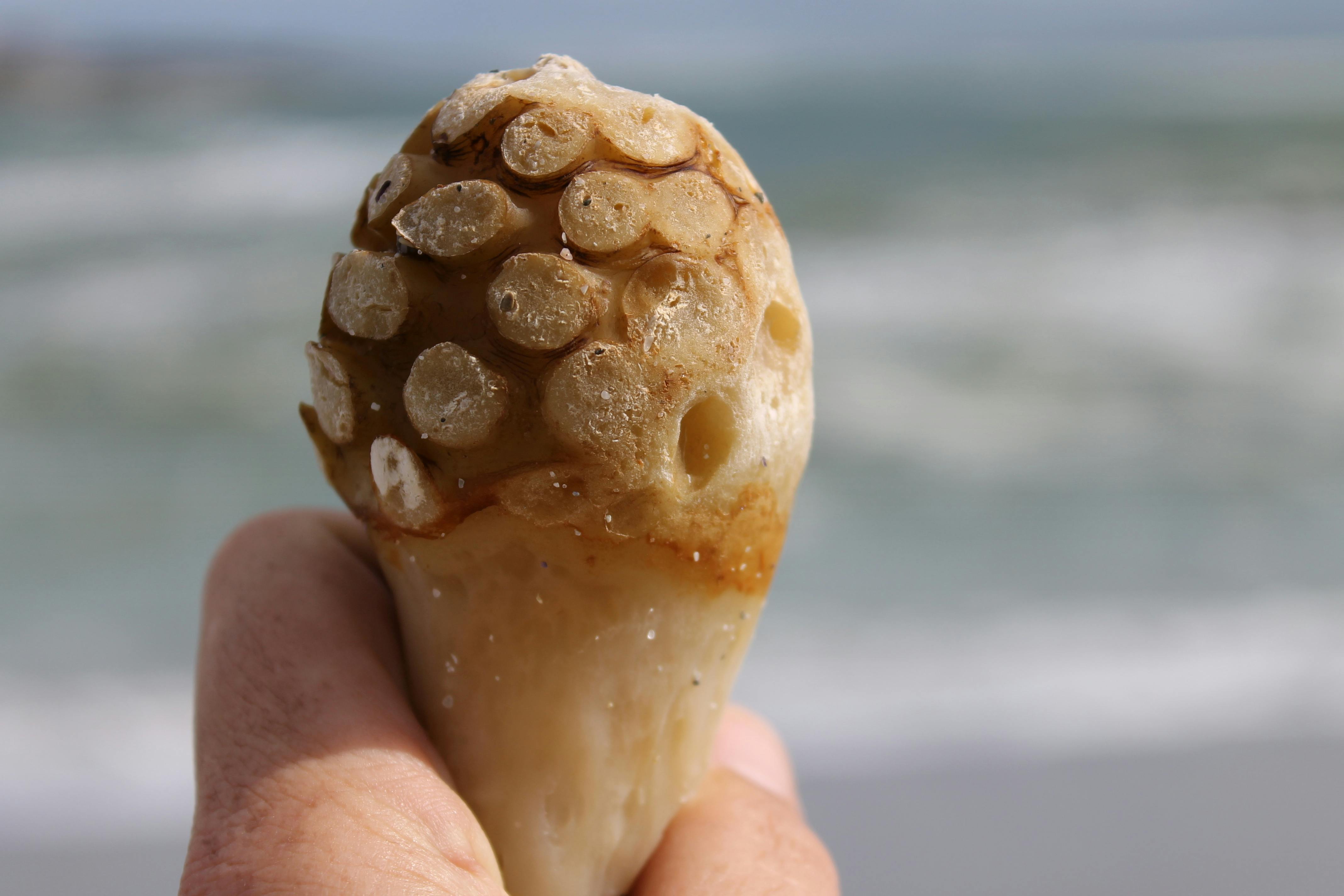 free-stock-photo-of-ice-cream-cone-kelp