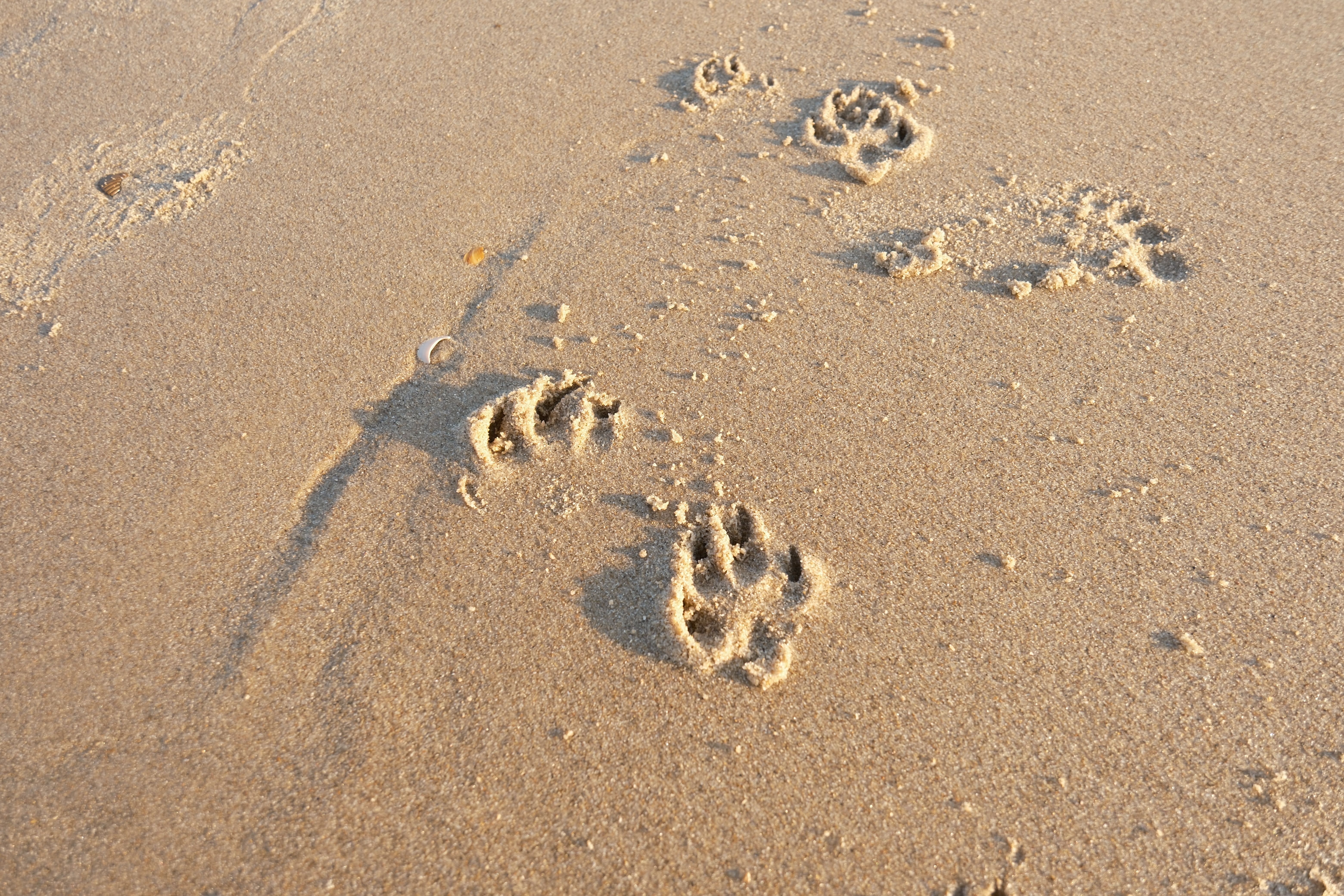 A Future Written in Paw Prints