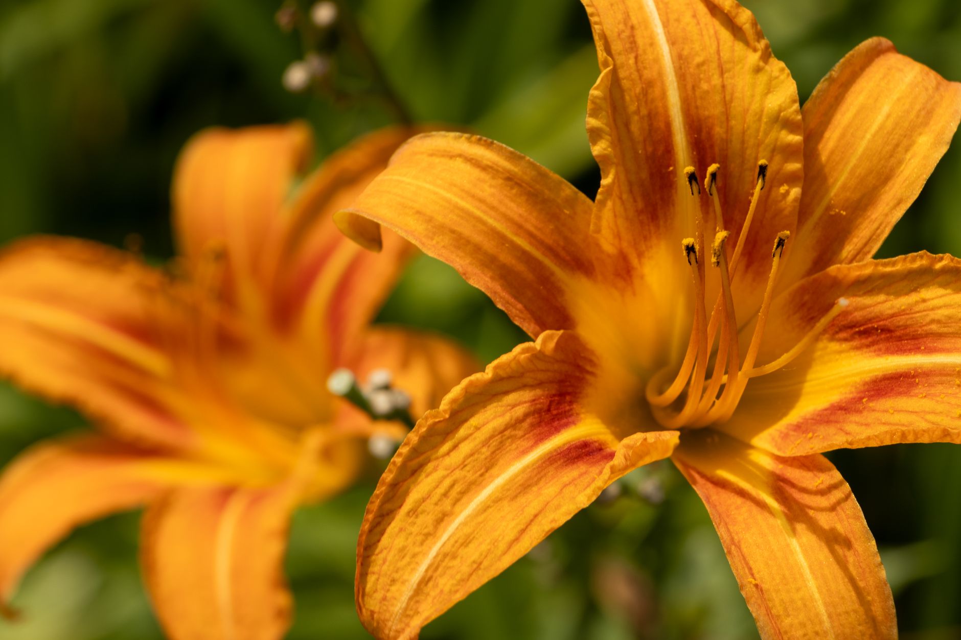 Stunning close-up shot of bright orange daylilies in full bloom, showcasing their vivid colors and intricate details.