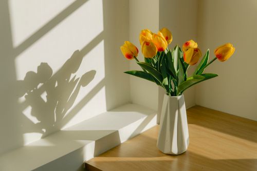 Free A beautiful arrangement of yellow tulips in a white vase casting shadows in sunlight. Stock Photo