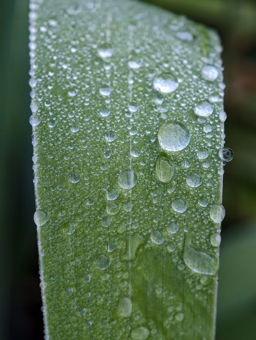 Free Detailed view of dew drops resting on a fresh green leaf in Almaty, Kazakhstan. Stock Photo