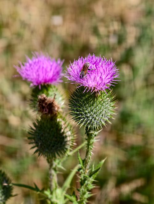 Free A macro shot of a bee on a vibrant purple thistle flower in Almaty, Kazakhstan. Stock Photo