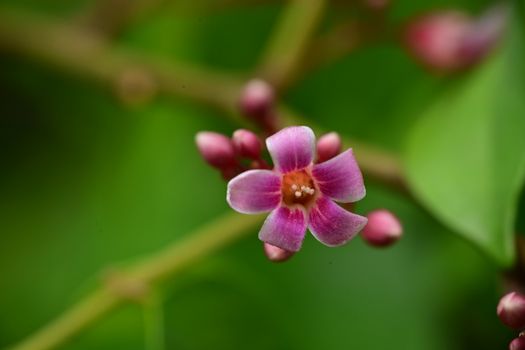 Macro photograph of a vibrant starfruit flower against a blurred green backdrop.