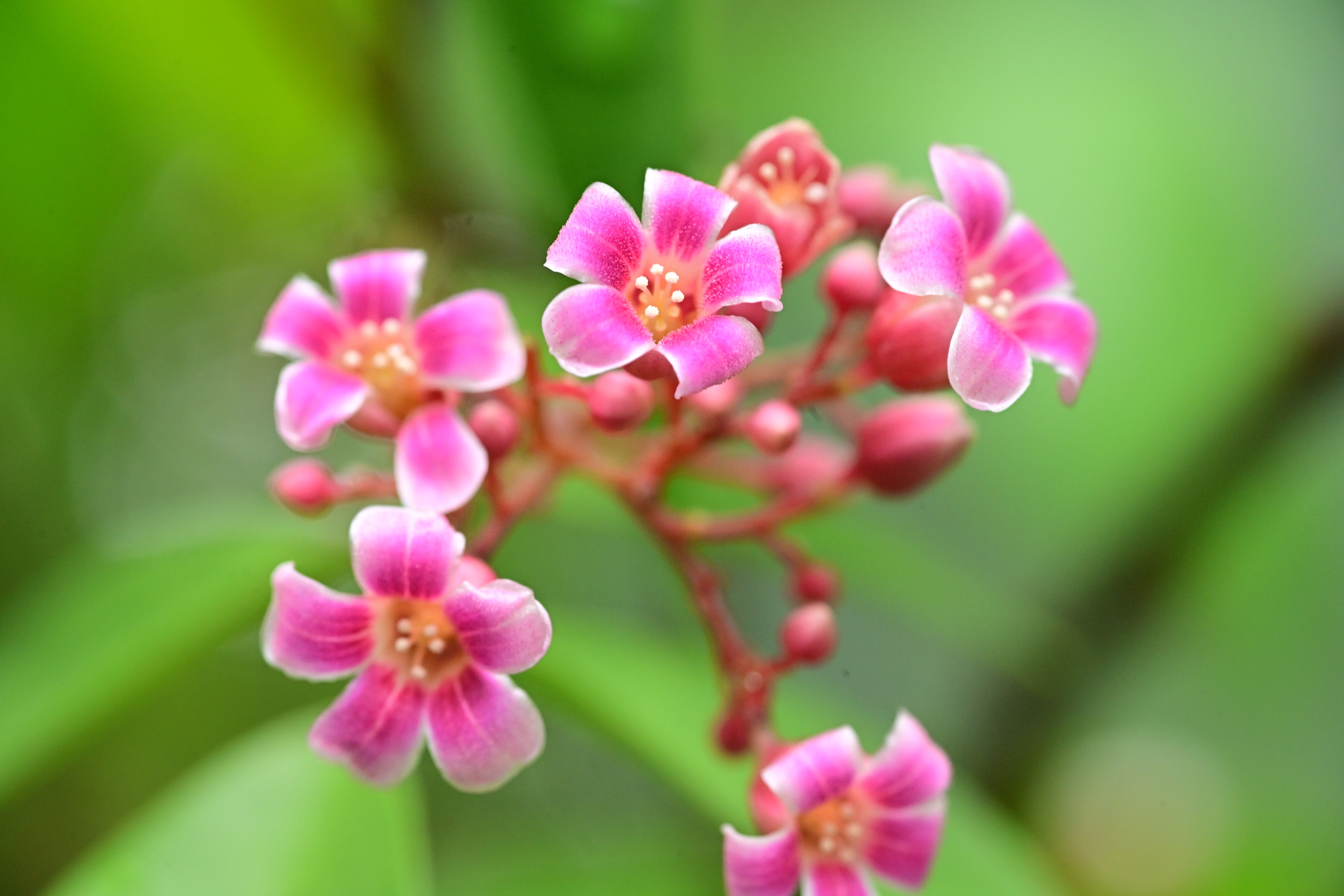 [ColoSach]-a-close-up-photo-of-vibrant-pink-starfruit-blossoms-against-a-blurred-green-background.
