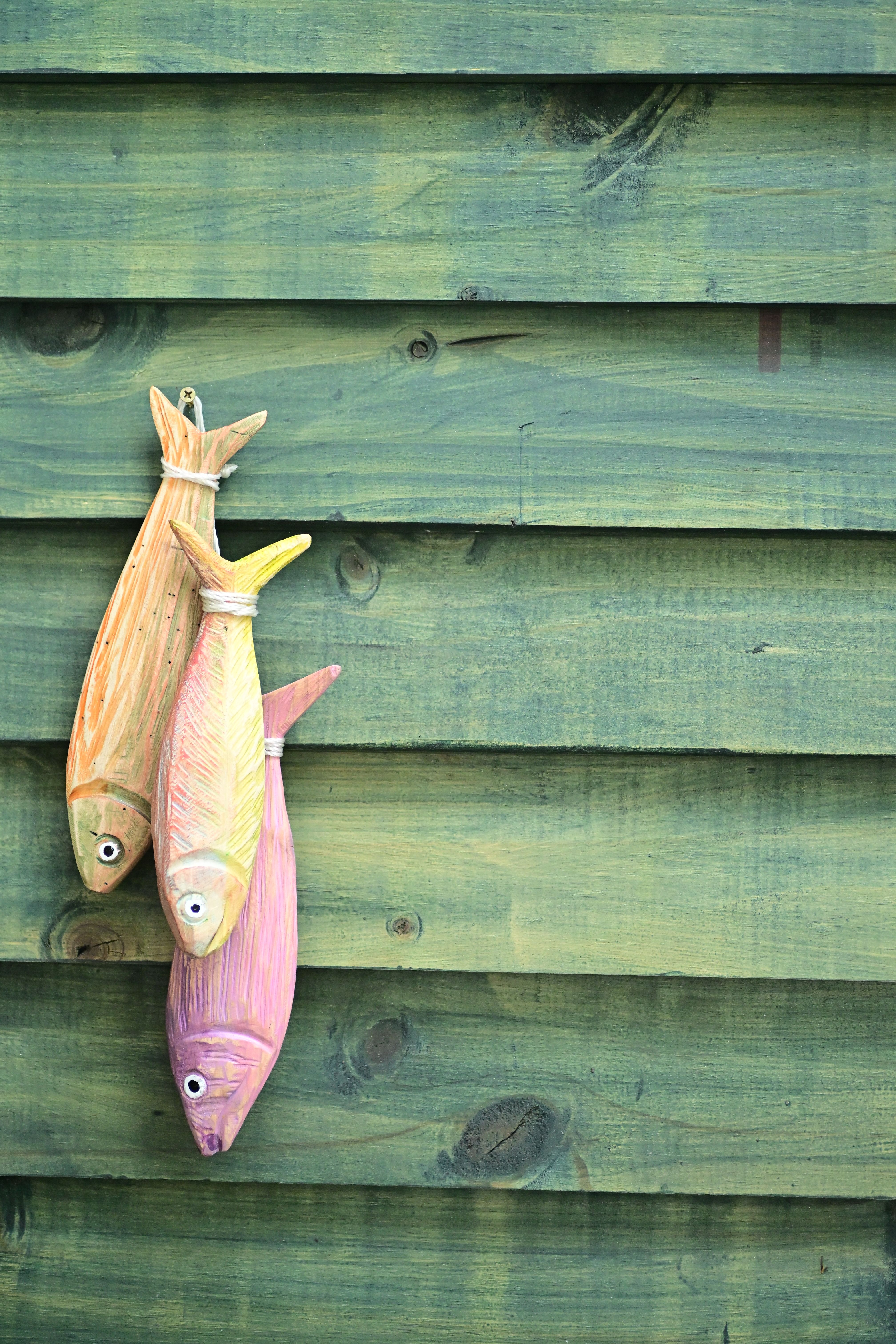 Fish Design Photos, Download The BEST Free Fish Design Stock Photos ...