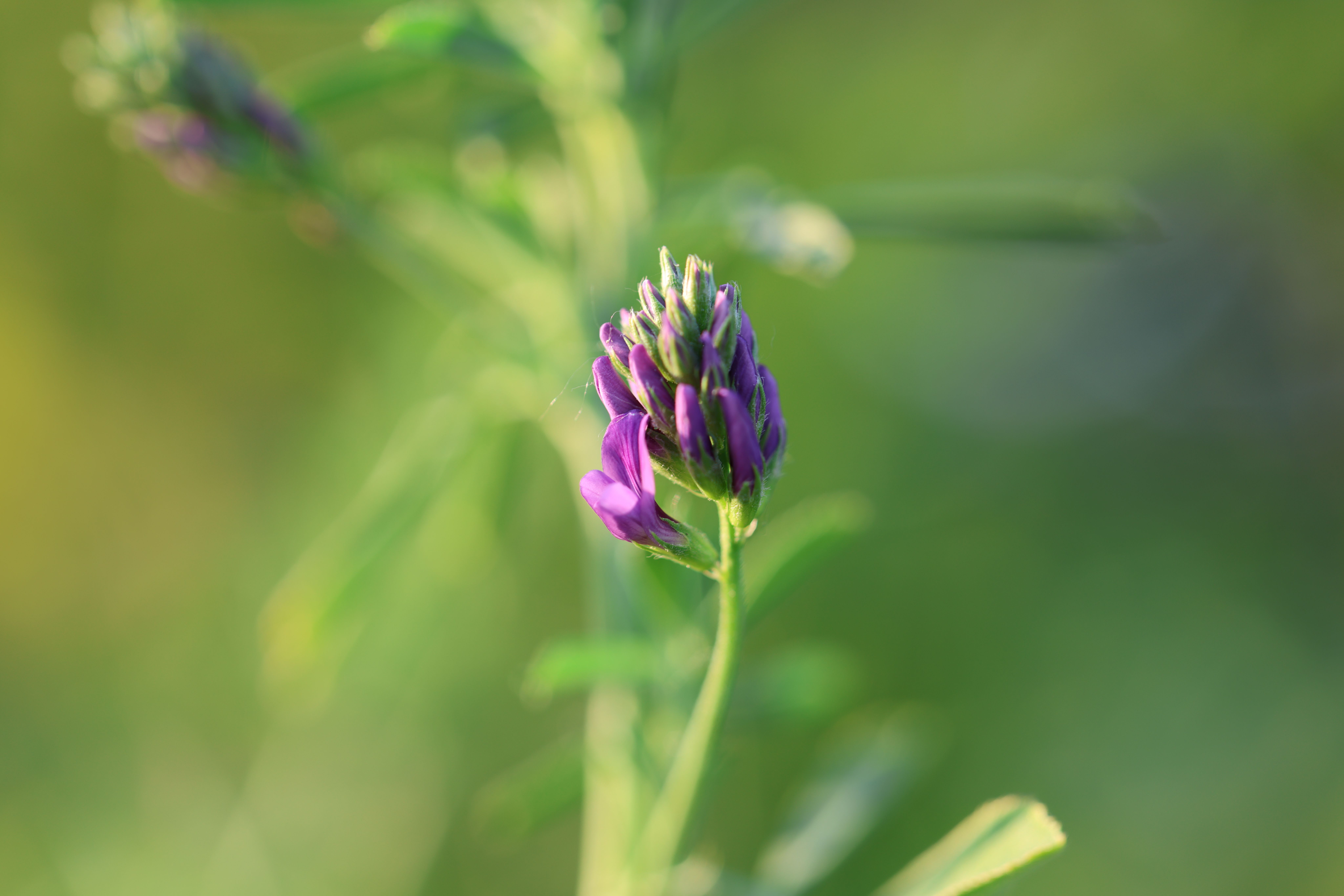 Beautiful close-up of a purple alfalfa flower bud against a blurred green background. - Evidence evidence guide for alfalfa cholesterol meta-analysis