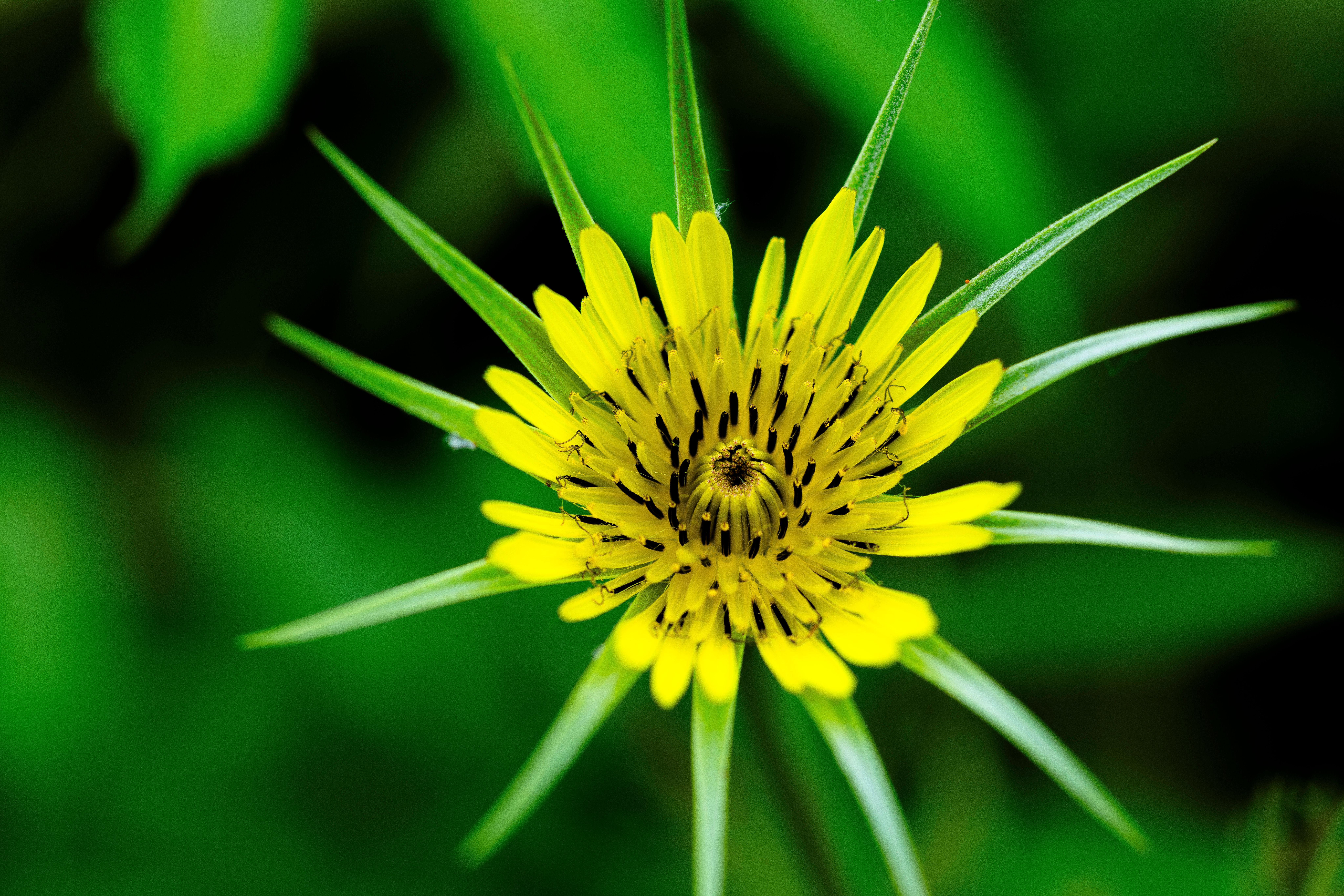 Stunning close-up of a yellow salsify flower captured in vibrant detail against a lush green background.