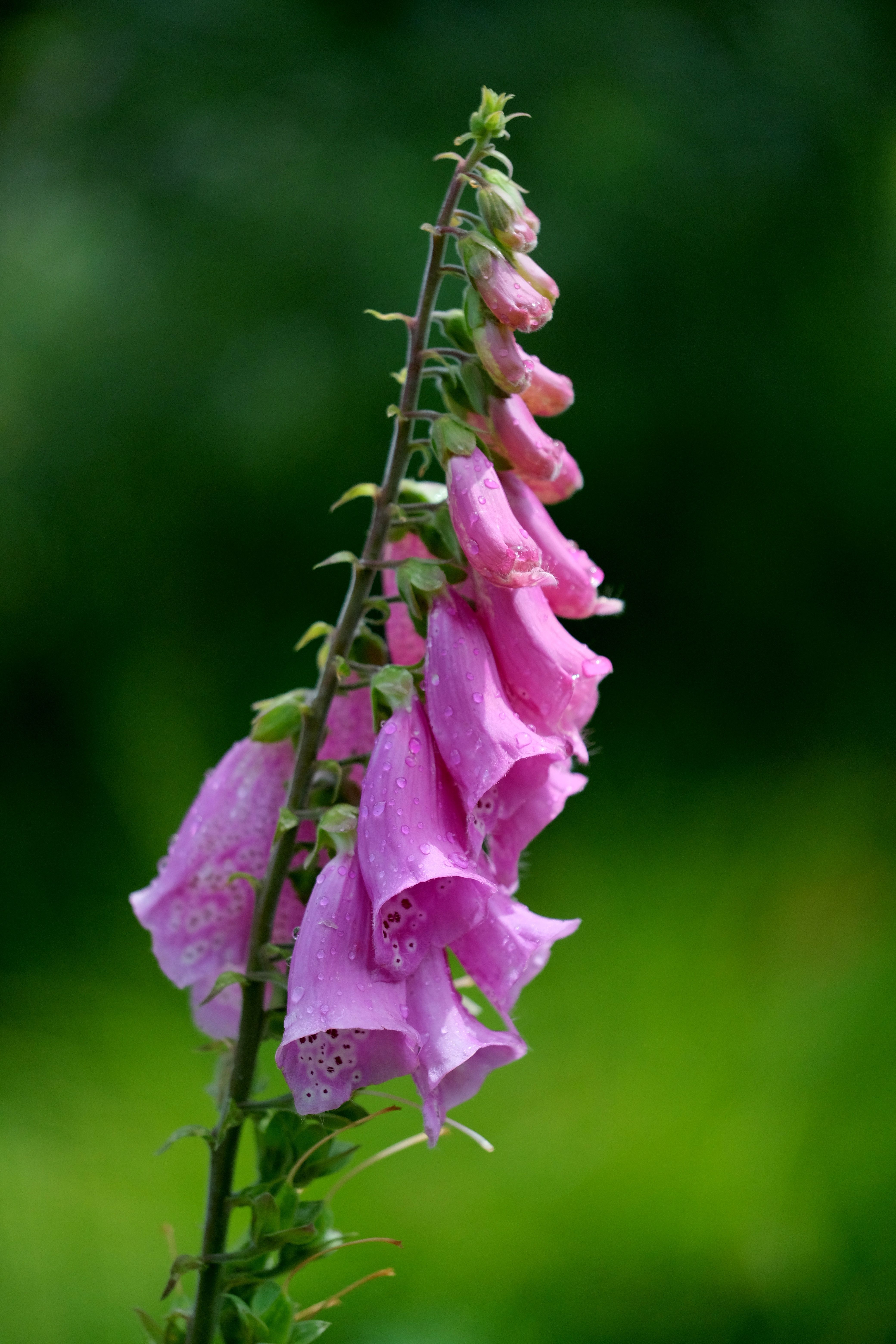 [ColoSach]-a-vibrant-close-up-of-pink-foxglove-(digitalis-purpurea)-blossoms-on-a-green-blurred-background.