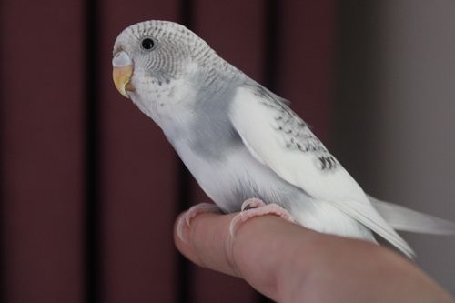 Free Close-up of a white budgerigar perched gently on a human finger. Stock Photo