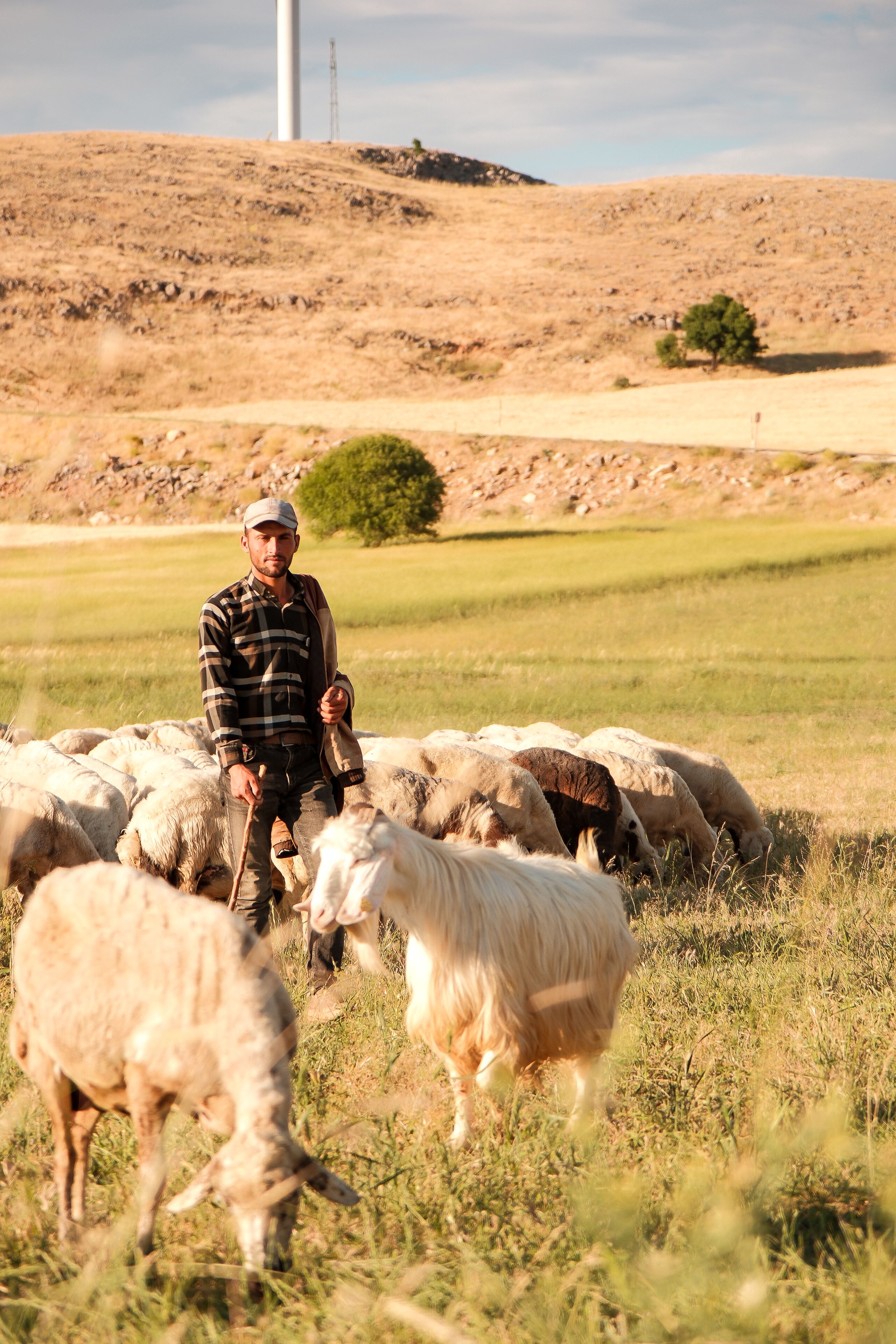 A shepherd guiding his flock of sheep and goats in a rural landscape in Türkiye.