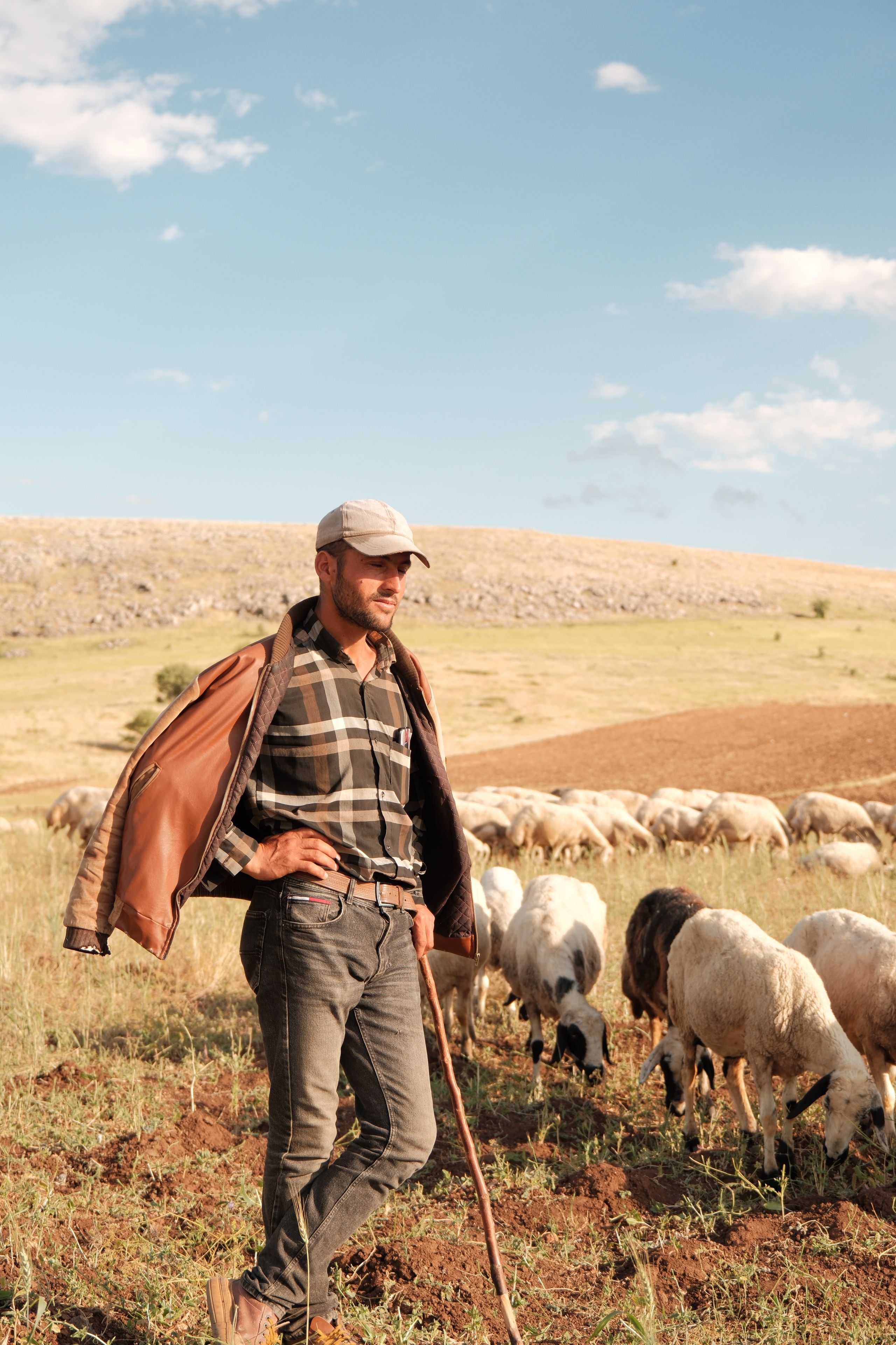 A shepherd in Türkiye leading his flock of sheep across a picturesque landscape, depicting rural life.
