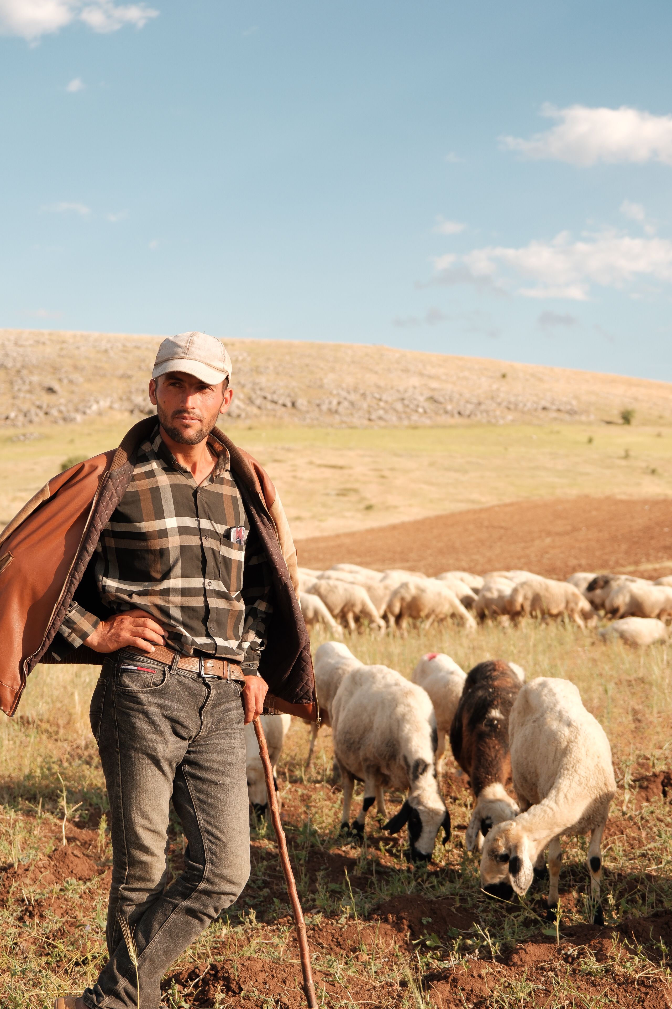 A shepherd oversees his flock of sheep in the picturesque Turkish countryside on a sunny day.
