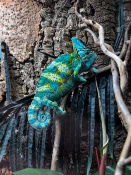 chameleon photo